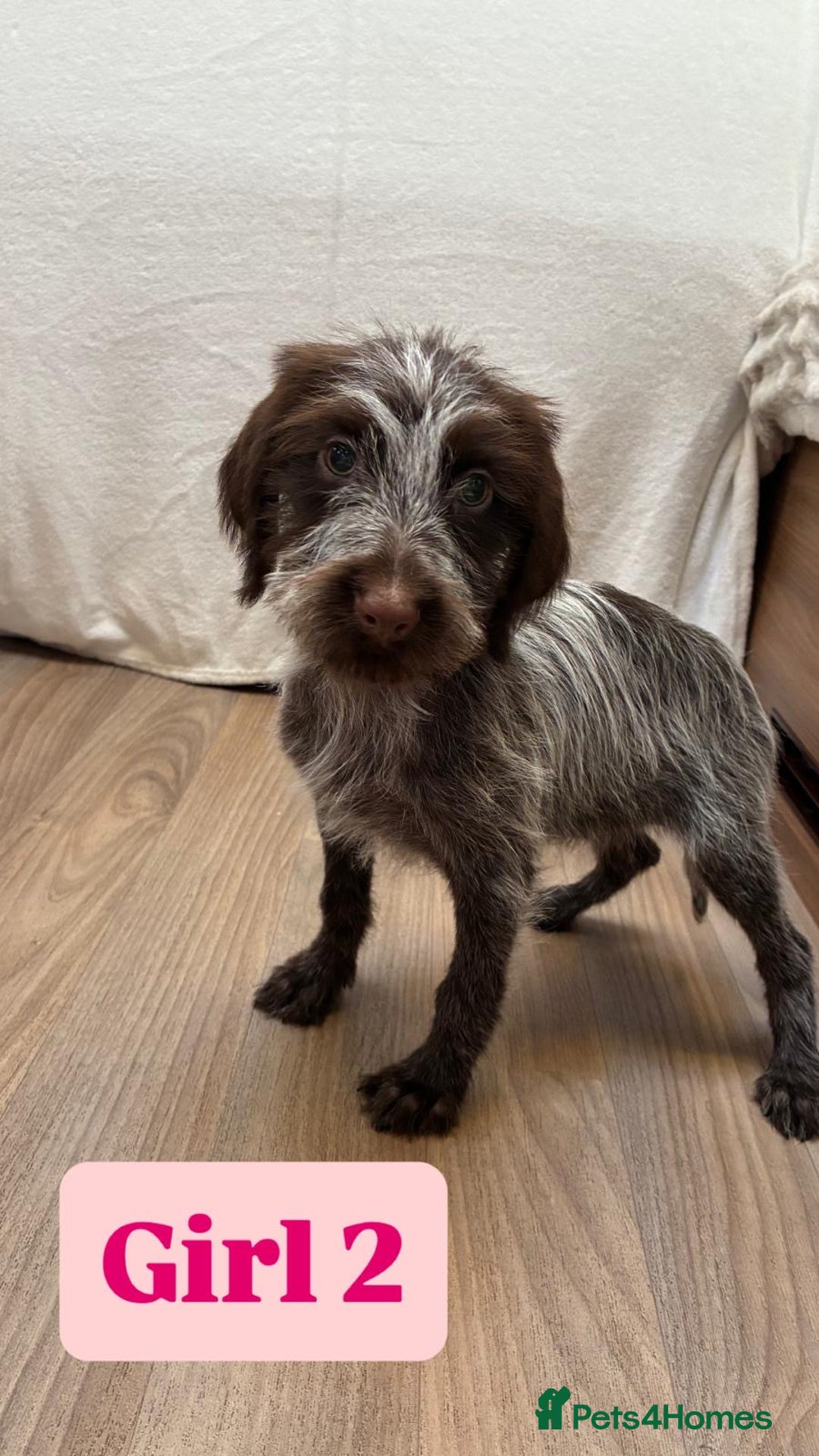 German Wirehaired Pointer dogs for sale: German wire hair pointers for sale - Advert 13
