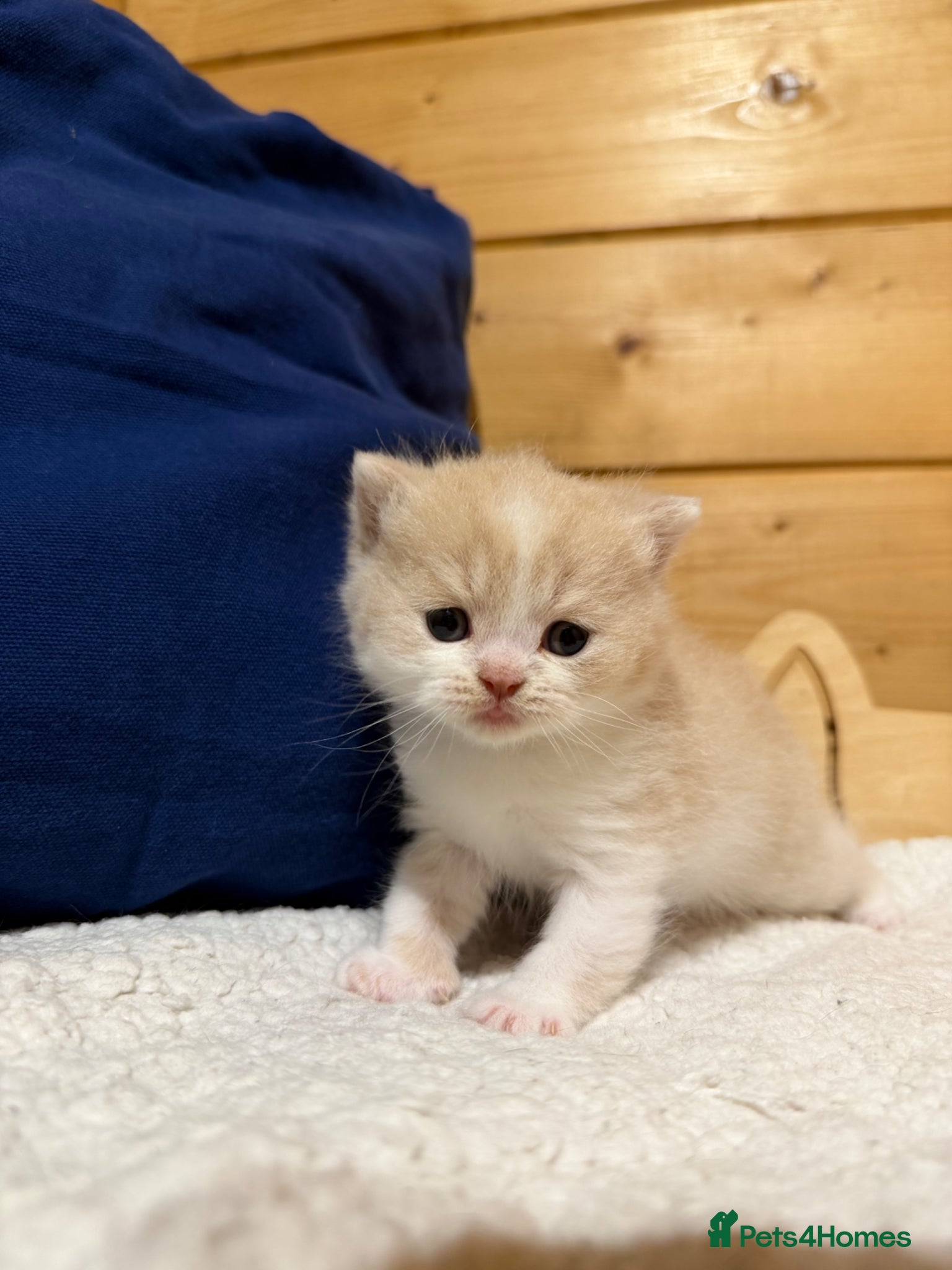 British Shorthair cats for sale: Beautiful British Shorthair kittens available  - Advert 7