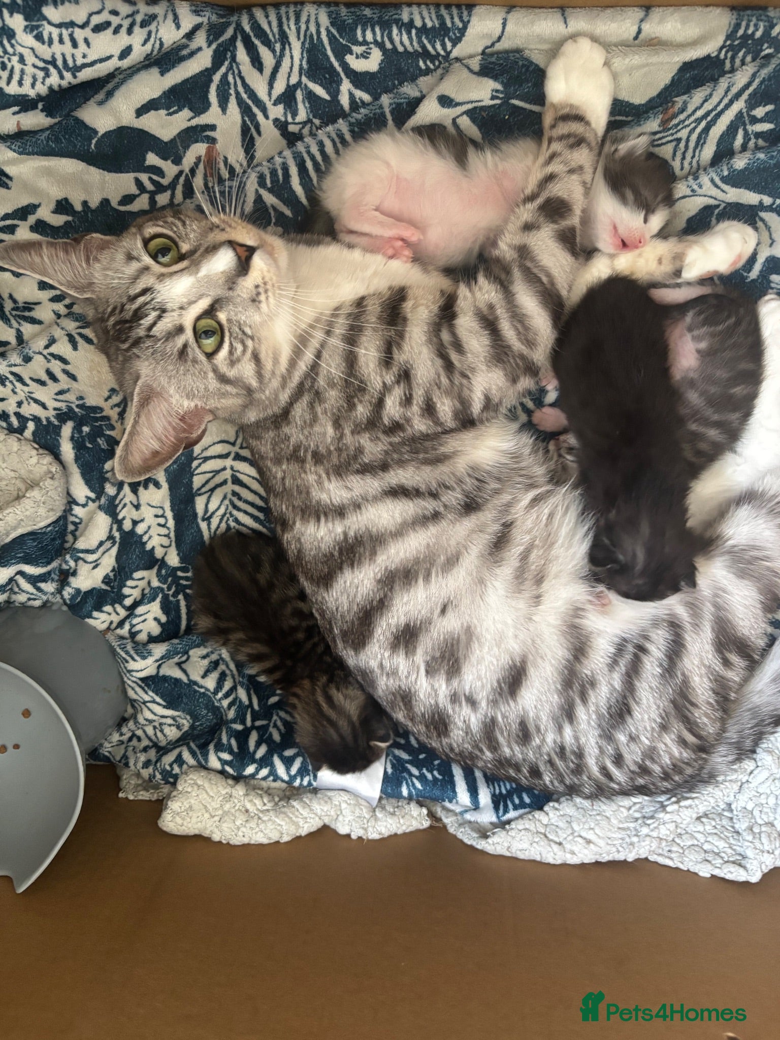 Mixed Breed cats Bengal cross kittens - Advert 2