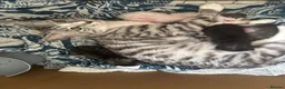 Mixed Breed cats for sale: Bengal cross kittens - Advert 1