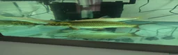 Koi Carp fish for sale: Ghost koi, Japanese koi and albino grass carp in Deeside - Advert 2