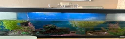 Axolotl reptiles for sale: 3 axolotls and tank for sale  in Manchester - Advert 2
