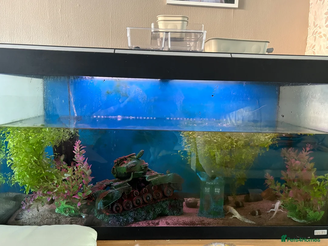 Axolotl reptiles for sale: 3 axolotls and tank for sale  in Manchester - Advert 2