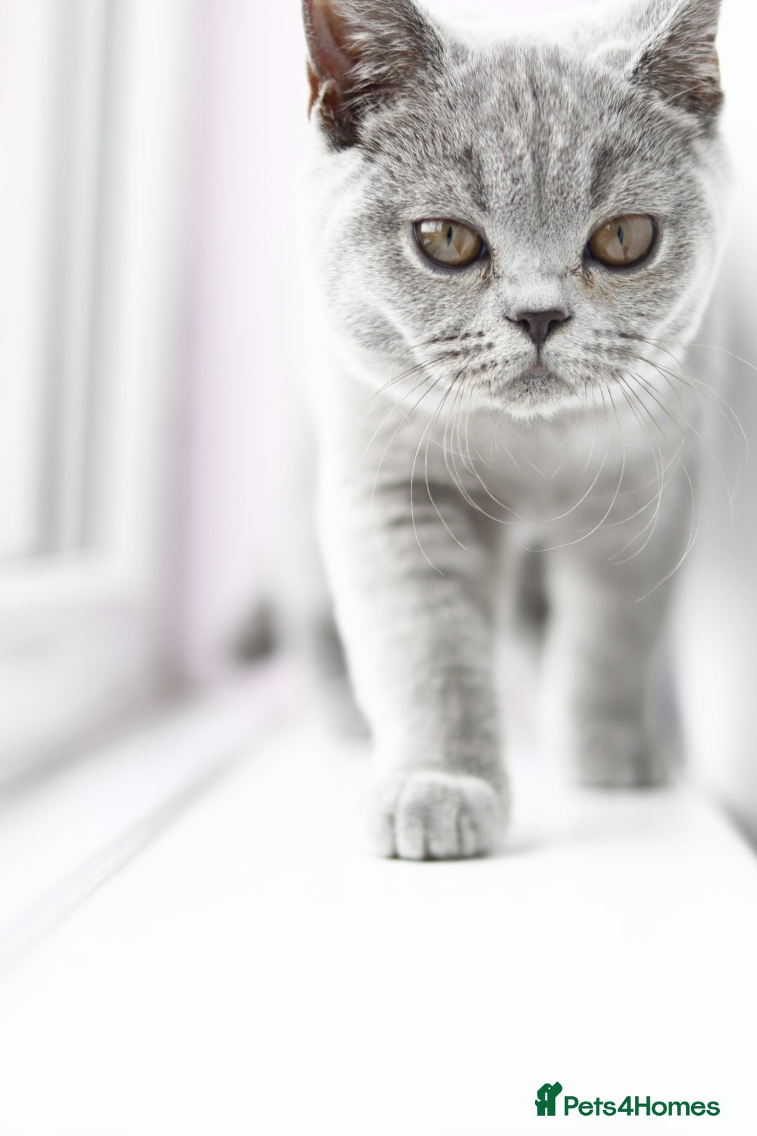 British Shorthair cats for sale: Stunning GCCF&TICA Active BSH Queen - Advert 24