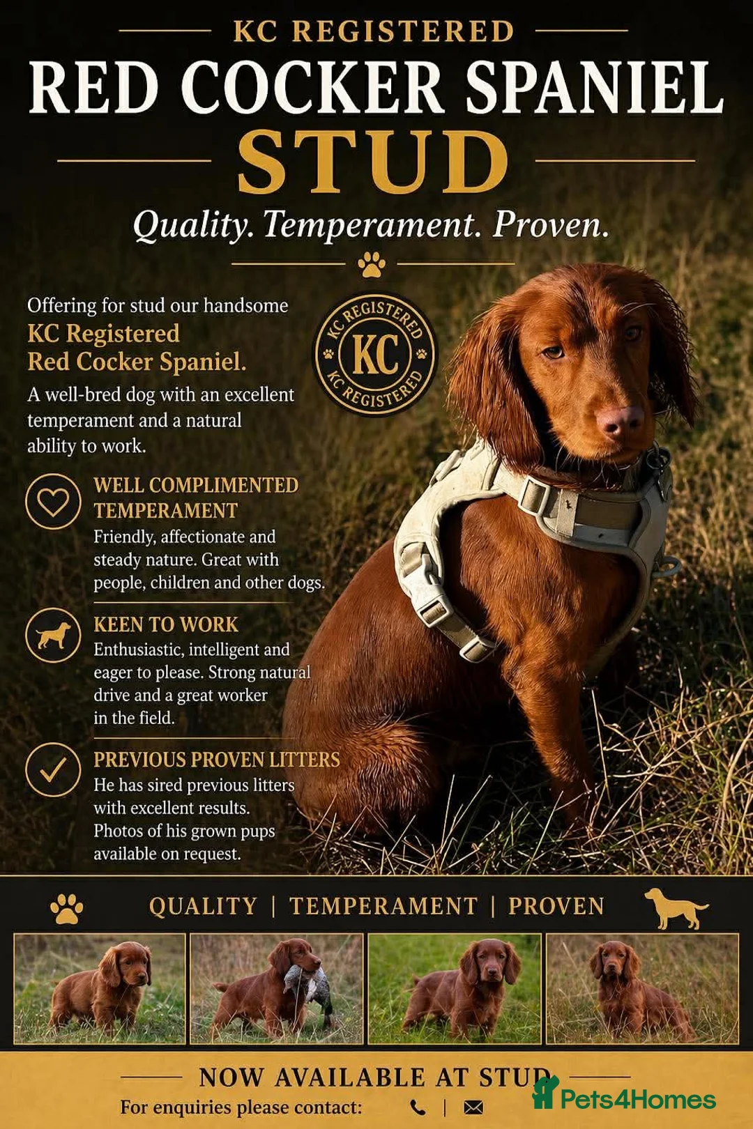 Cocker Spaniel dogs for stud: KC Registered Fox Red Cocker Spaniel for STUD in Knottingley - Advert 1