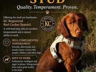 Cocker Spaniel dogs KC Registered Fox Red Cocker Spaniel for STUD - Advert 2