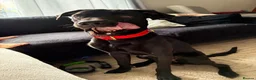 Mixed Breed dogs for sale: male labrador cross - Advert 2