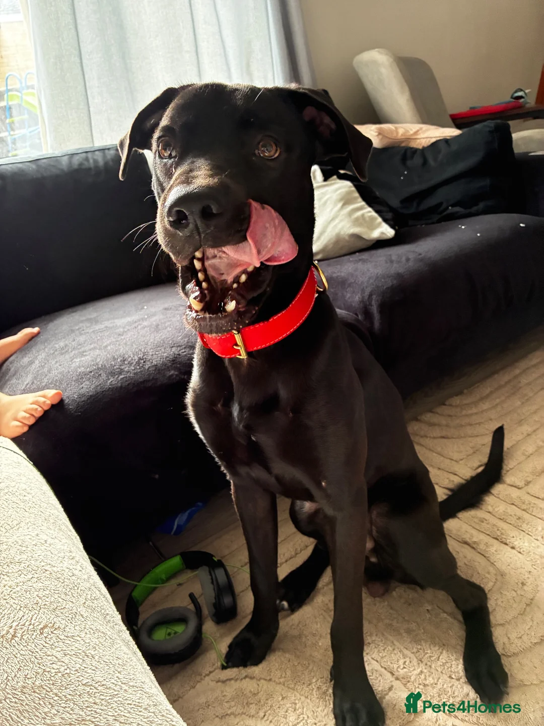 Mixed Breed dogs for sale: male labrador cross - Advert 2
