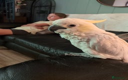 Cockatoo birds for sale: Cockatoo, male, 4 years old - Image 1
