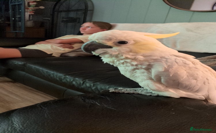 Cockatoo birds - Advert 1