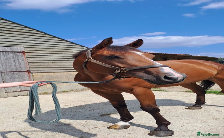 English Thoroughbred horses - Advert 1