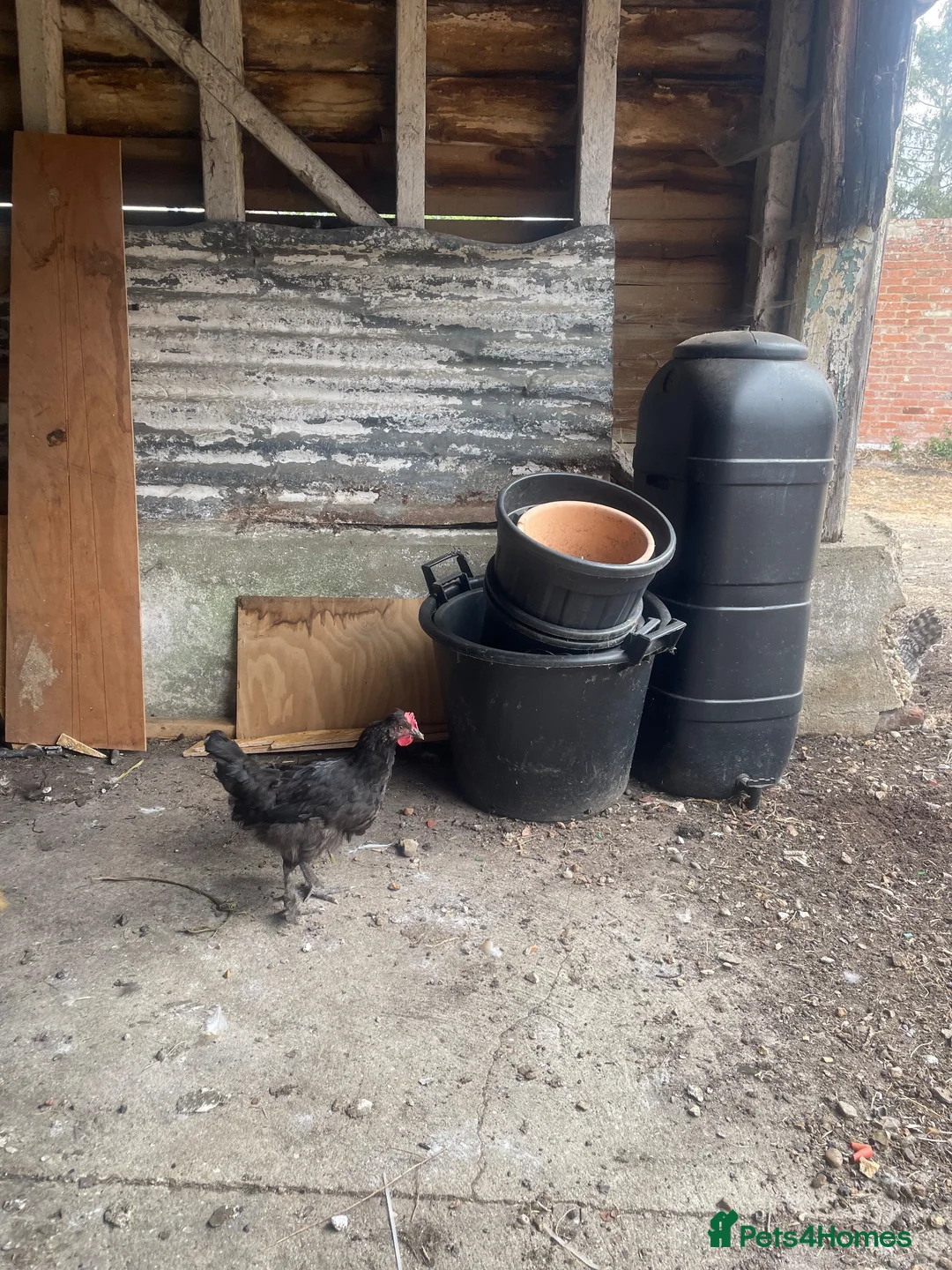 Chickens poultry for sale: Laying hen + other Chickens for Sale  - Advert 10