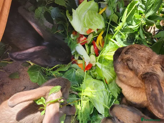 Mixed Breed rabbits for sale: Beautiful,healthy baby rabbits - Advert 1