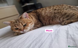 British Shorthair cats for sale: GCCF High Quality BritishShorthair last 2 left - Image 7