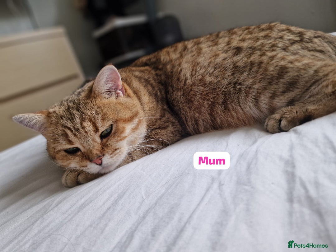 British Shorthair cats for sale: GCCF High Quality BritishShorthair last 2 left - Image 7