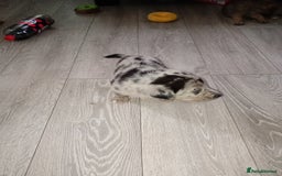 Mixed Breed dogs for sale: 1 collie cross staff tri blue Merle  - Image 6