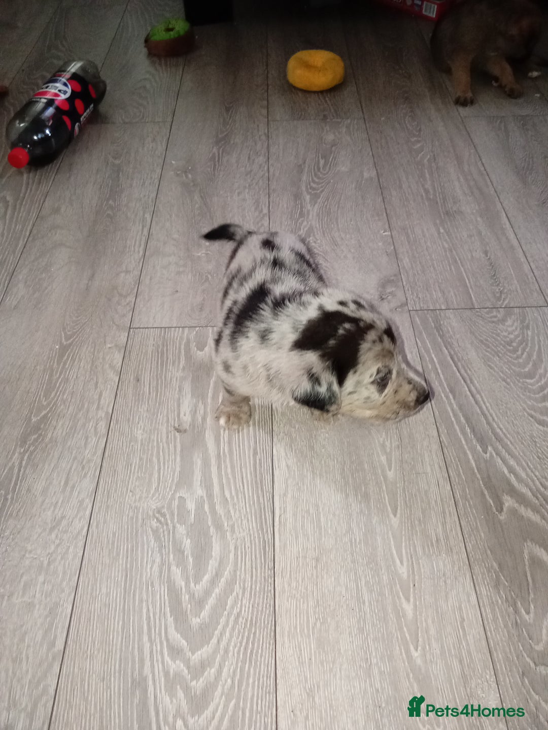 Mixed Breed dogs for sale: 1 collie cross staff tri blue Merle  - Image 6