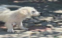 Mixed Breed dogs for adoption: Meet JOJO - a superb big girl, for a Loving Home - Image 24