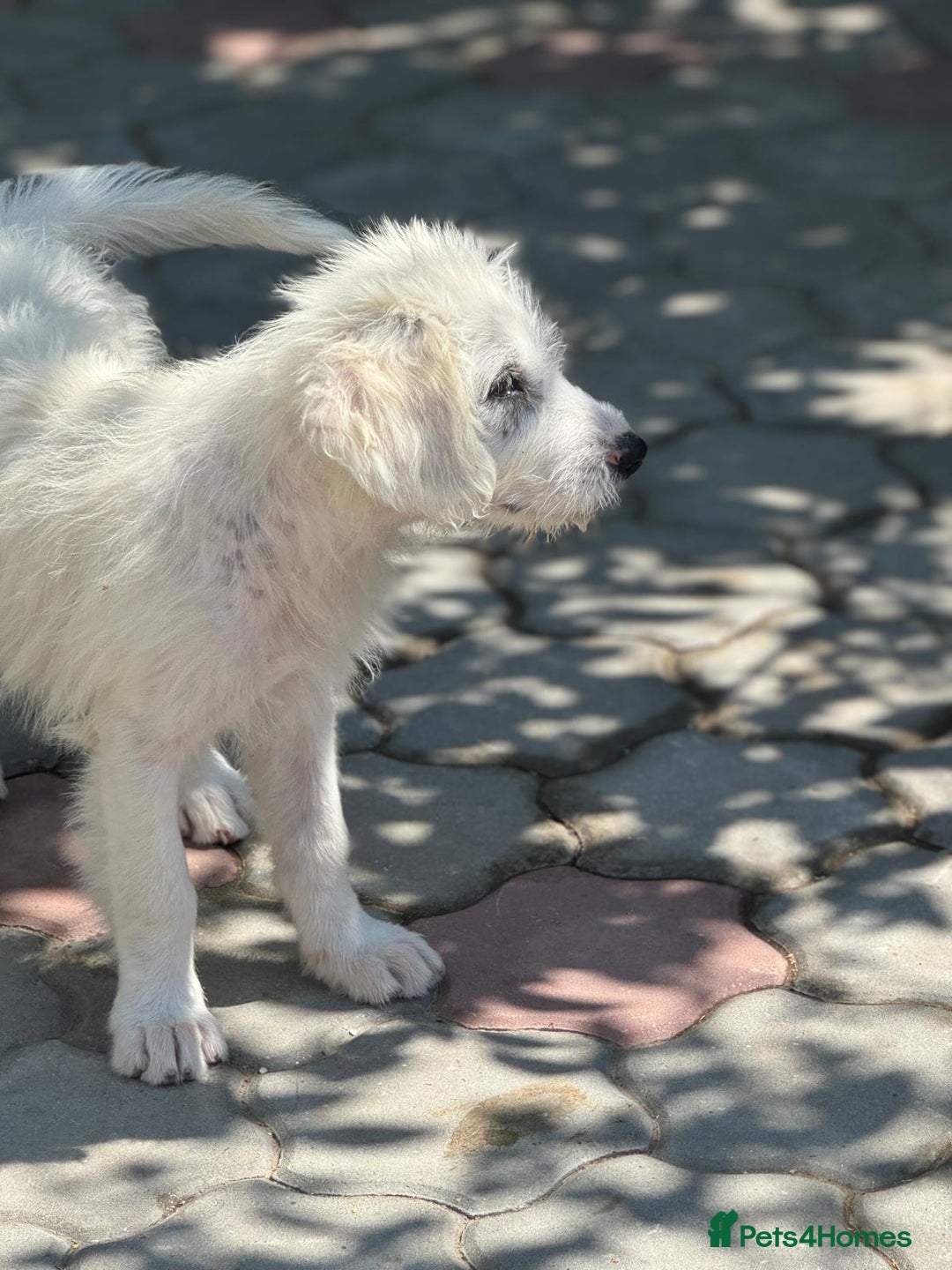 Mixed Breed dogs for adoption: Meet JOJO - a superb big girl, for a Loving Home - Image 24