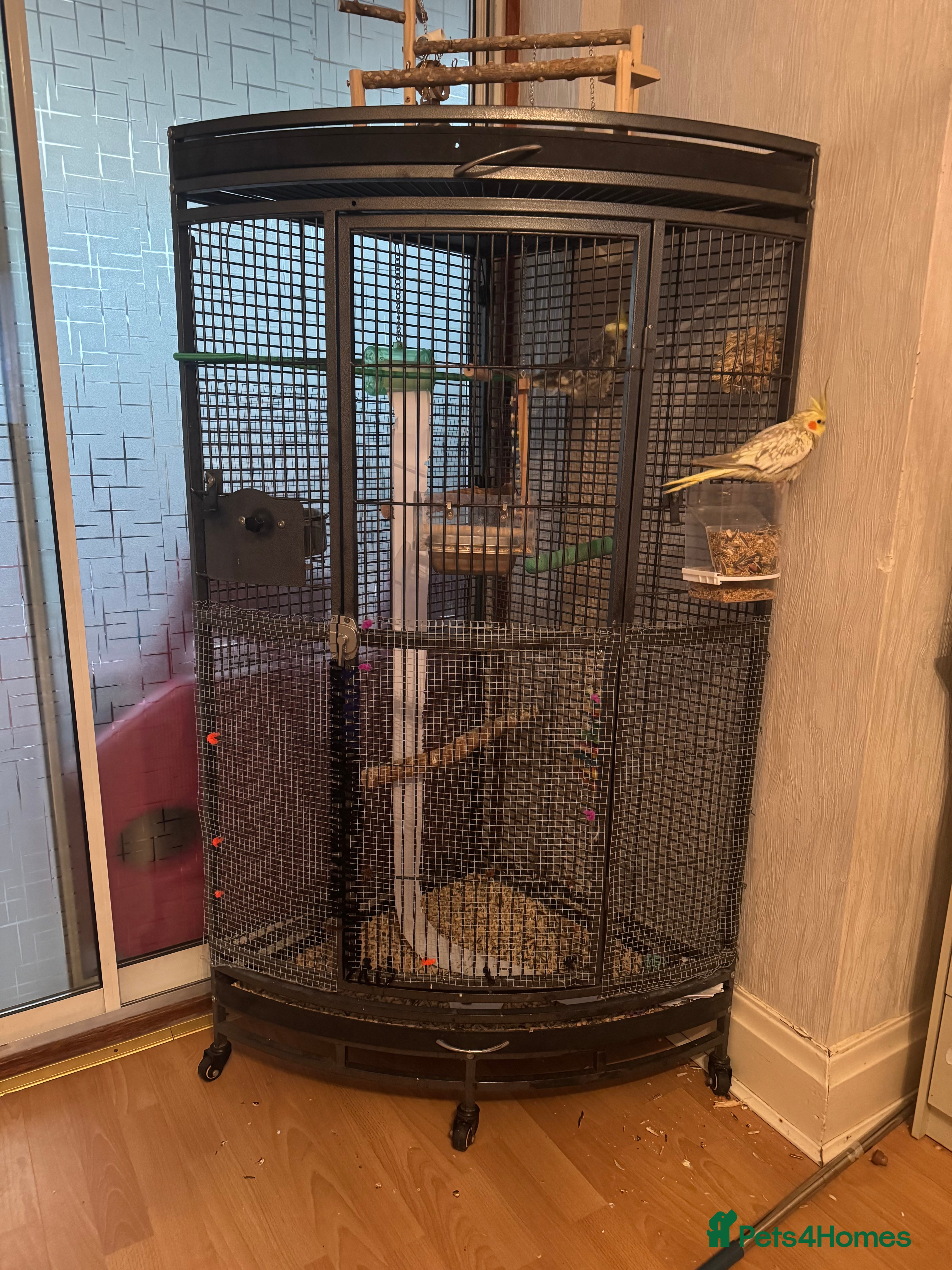 Hamster rodents cockatiel - Advert 8