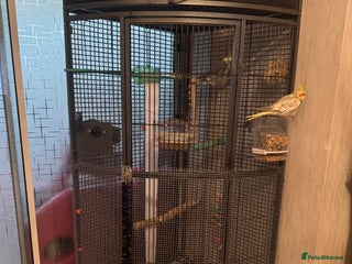 Hamster rodents cockatiel - Advert 3