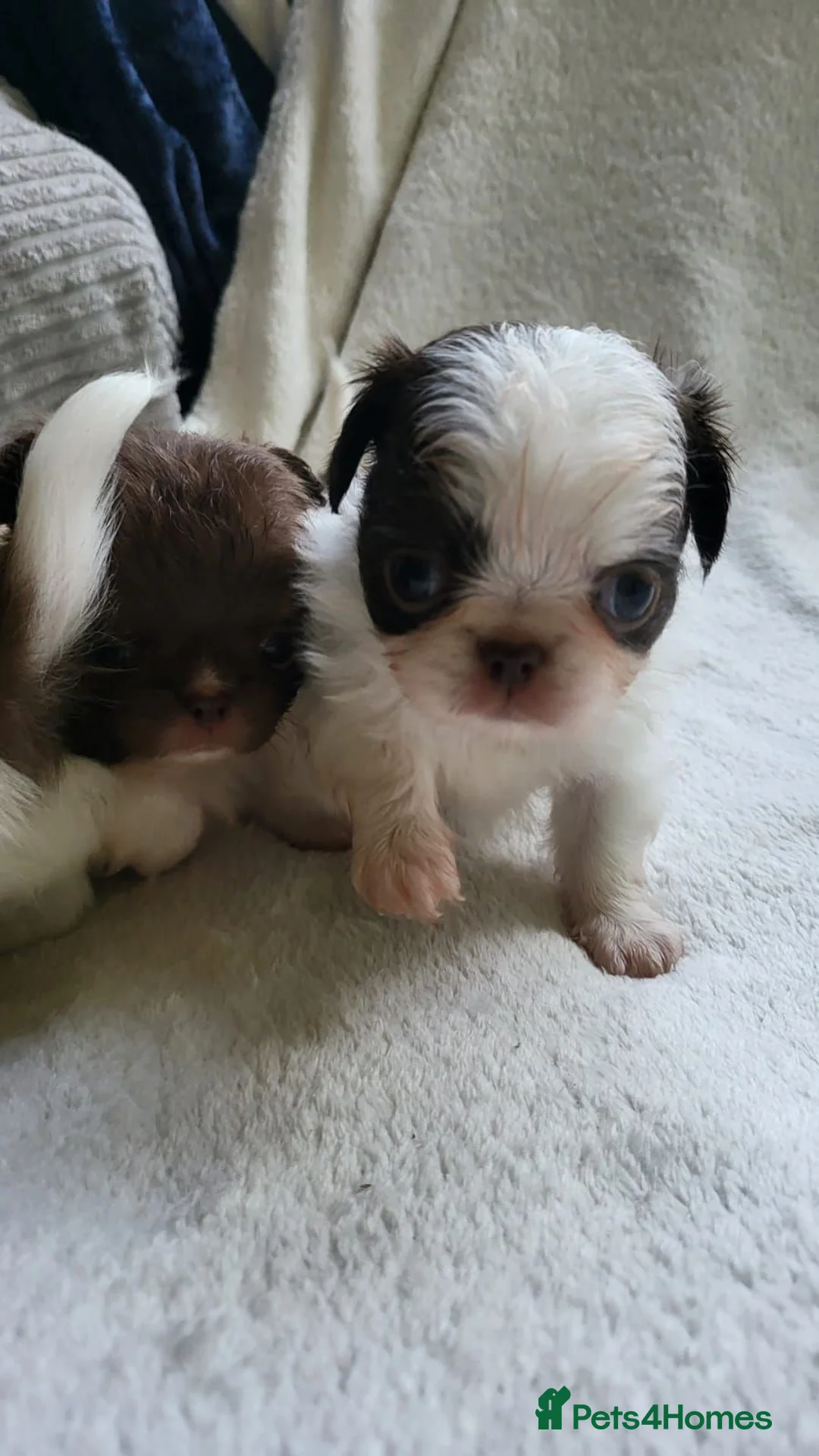 Chihuahua dogs for sale: Beautiful long haired chihuahua puppies - Advert 21