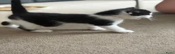 Mixed Breed cats for sale: Beautiful male kitten  - Advert 4