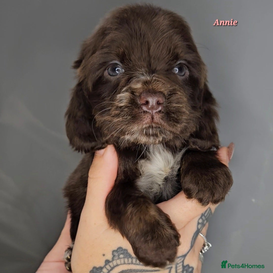 Cocker Spaniel dogs for sale: Exceptional Pedigree Show Type English Cockers  - Image 36