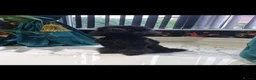Cavapoo dogs for sale: Cavapoo pups - Advert 12