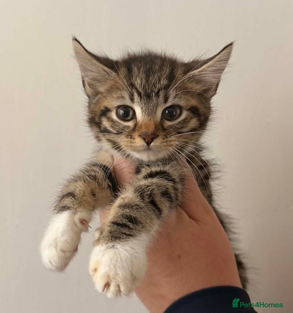 Maine Coon cats Maine Coon Kittens  - Advert 4