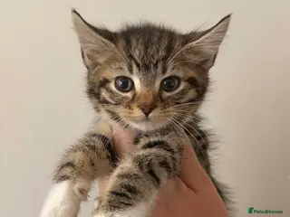 Maine Coon cats Maine Coon Kittens - Advert 5