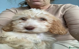 Cockapoo dogs for sale: STUNNING F1 COCKAPOO PUPPIES  - Image 6