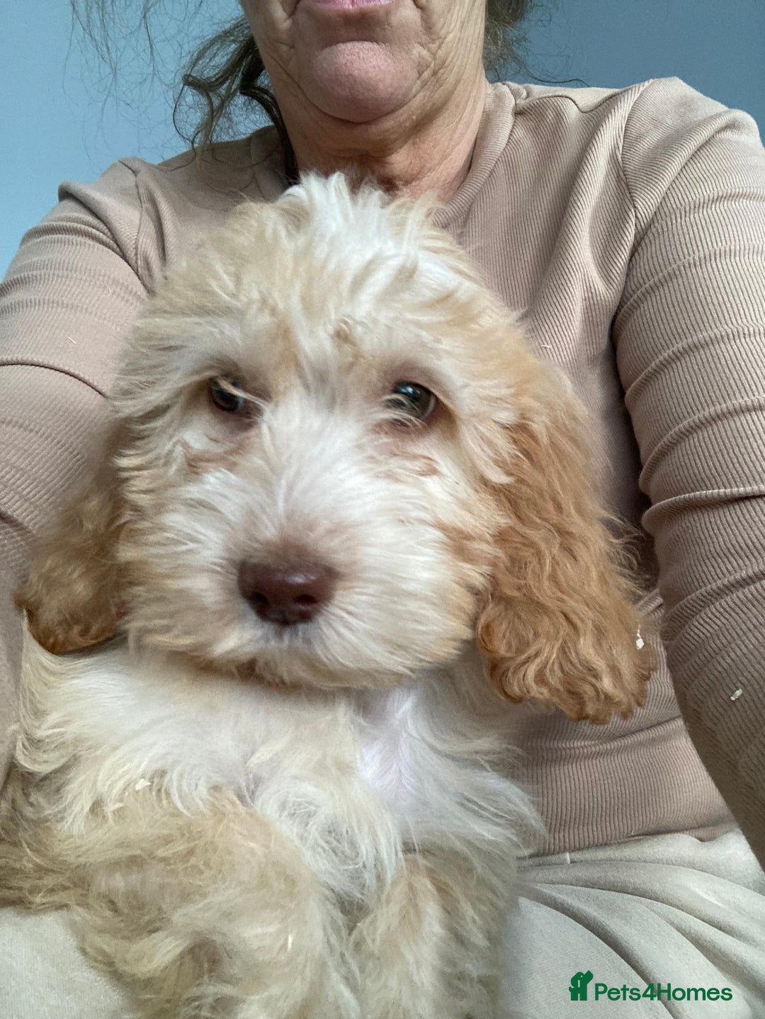 Cockapoo dogs for sale: STUNNING F1 COCKAPOO PUPPIES  - Image 6