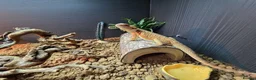 Bearded Dragon reptiles for sale: Bearded Dragon in Corby - Advert 3