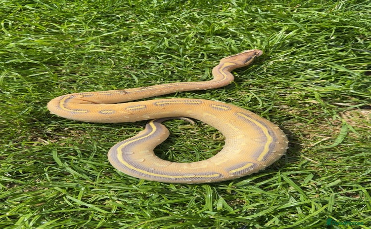 Python Snake reptiles - Advert 1