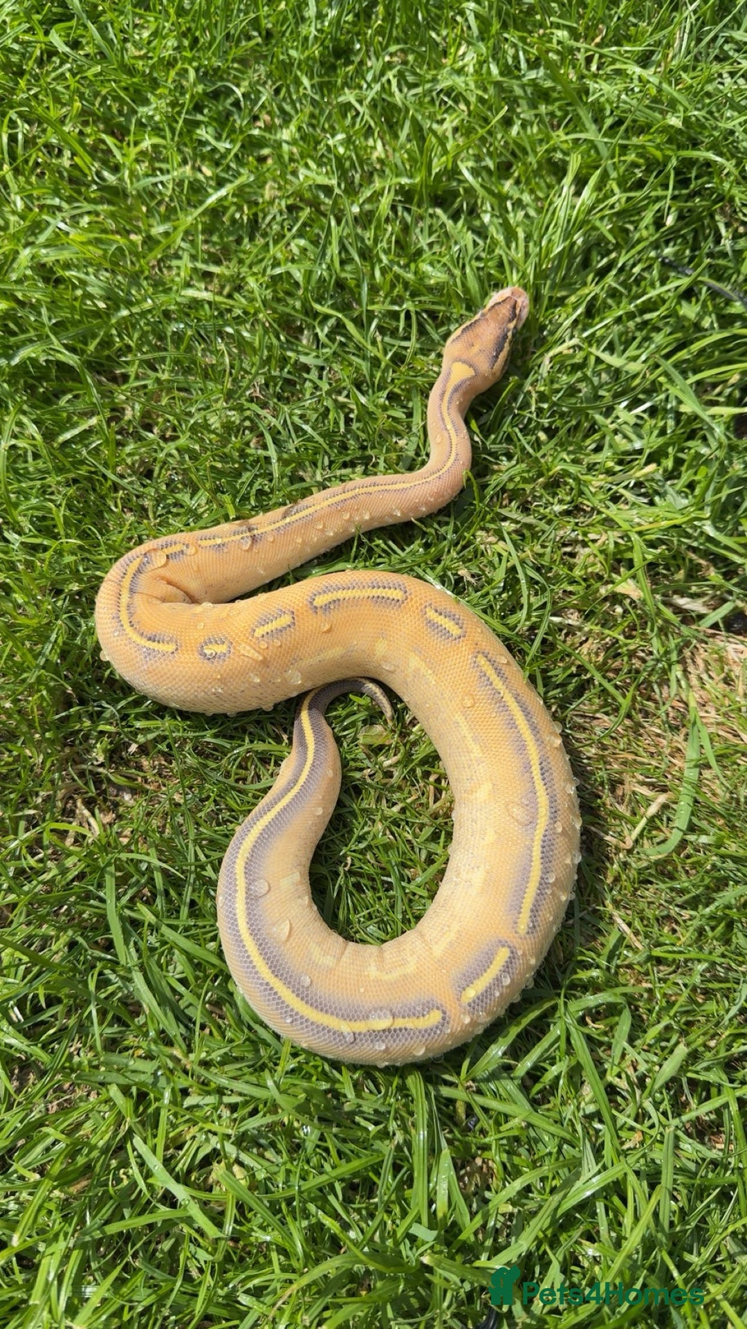 Python Snake reptiles for sale: Ball pythons for sale.  - Image 1