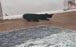 Tonkinese cats for sale: 2 male half tonkinese kittens for sale - Image 2