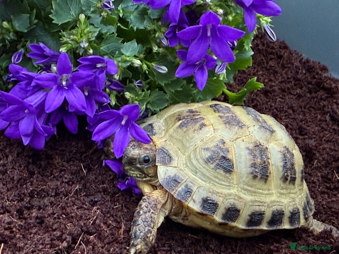 Tortoise reptiles for sale: Horsfield tortoise for sale,Setups also available  - Image 3