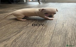 Chihuahua dogs for sale: Beautiful short hair chihuahua  - Advert 8