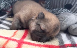Pomeranian dogs for sale: 🎄🎅CHRISTMAS SPECIAL SMALL SKY🩵BLUE 👀 POMS - Image 11