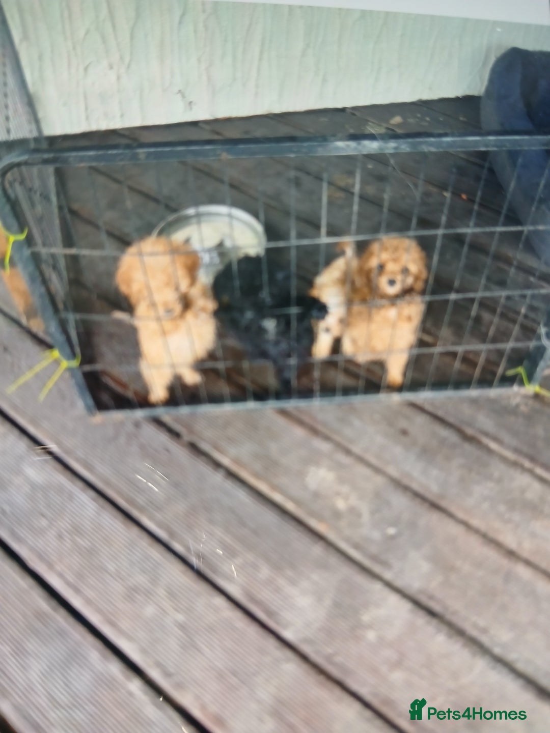 Cockapoo dogs for sale: My small cockpapoo - Image 4