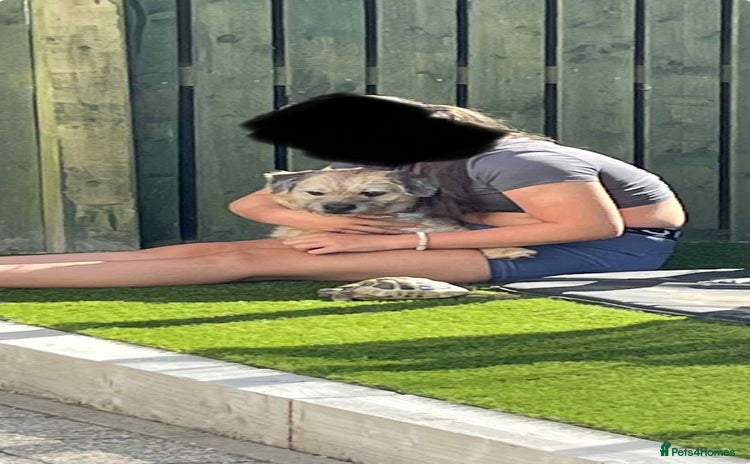 Hermann Tortoise reptiles - Advert 1