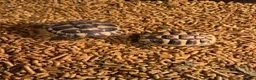 Tortoise reptiles for sale: Herman tortoise  in Coleford - Advert 3