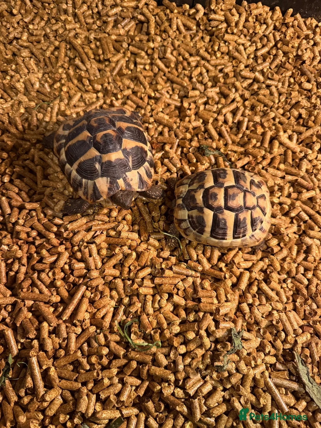 Tortoise reptiles for sale: Herman tortoise  in Coleford - Advert 3