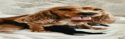 Cockapoo dogs for sale: Beautiful DNA clear Showtype F1 Cockerpoo's  - Advert 35