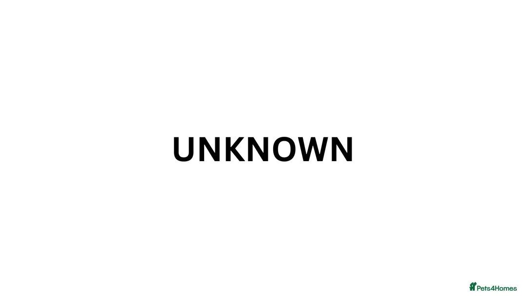 Mixed Breed cats for sale: Beautiful Hand-Reared Kittens in Guildford - Advert 1