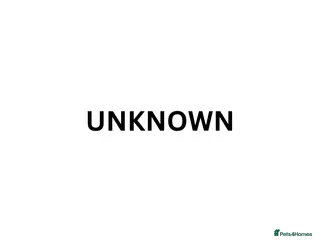 Mixed Breed cats Beautiful Hand-Reared Kittens - Advert 1