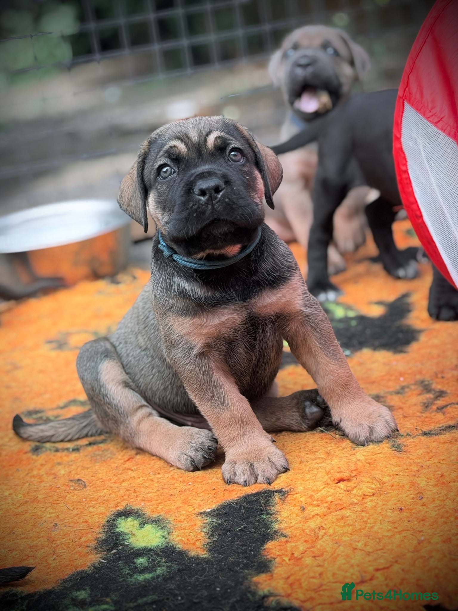 Cane Corso dogs 🐾 LITTER „K” they’re here 🥳 🐾 - Advert 1