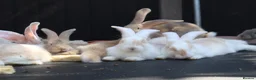 Continental Giant rabbits for sale: Continental Giants  - Advert 16