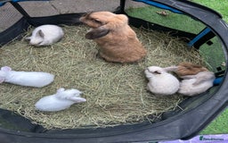 Mini Lop rabbits for sale: 6 pure baby mini lops  - Image 2